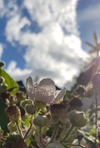 sunlit_bramble_flower_against_blue_sky_and_cloud_background