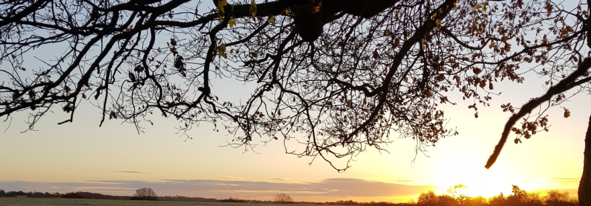 Image of winter tree silhouetted against a sunrise with fields in the background