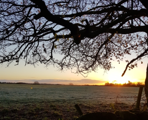 Image of winter tree silhouetted against a sunrise with fields in the background