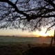 Image of winter tree silhouetted against a sunrise with fields in the background